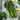 Asparagus for Grilling
